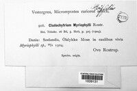 Cladochytrium myriophylli image